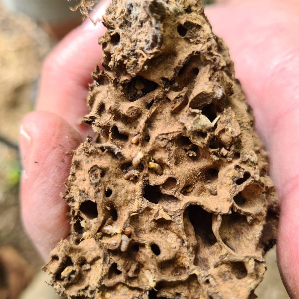 termite control North Lakes